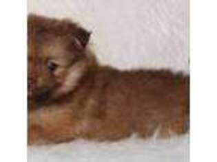 Pomeranian Puppy for sale in Osceola, IA, USA