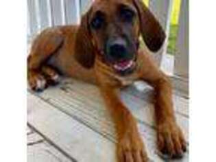 Rhodesian Ridgeback Puppy for sale in Fair Play, SC, USA