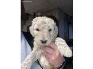 Goldendoodle Puppy for sale in Greensburg, KY, USA