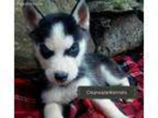 Siberian Husky Puppy for sale in Sallisaw, OK, USA