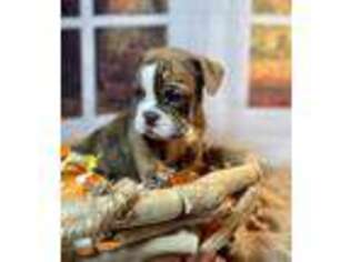 Bulldog Puppy for sale in Broxton, GA, USA