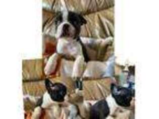 Boston Terrier Puppy for sale in Bakersfield, CA, USA