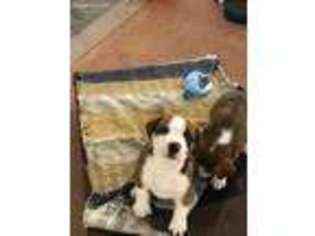 Bernese Mountain Dog Puppy for sale in Tiskilwa, IL, USA