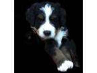 Bernese Mountain Dog Puppy for sale in Lincoln, MT, USA