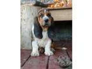 Medium Photo #1 Basset Hound Puppy For Sale in Watsontown, PA, USA