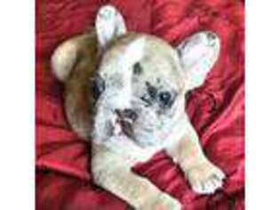 French Bulldog Puppy for sale in Lexington, MI, USA
