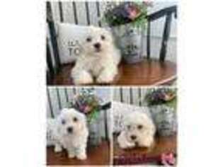 Havanese Puppy for sale in Reading, PA, USA