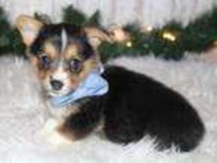 Pembroke Welsh Corgi Puppy for sale in Harlan, IN, USA