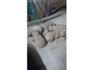 Shiba Inu Puppy for sale in Gladstone, NM, USA