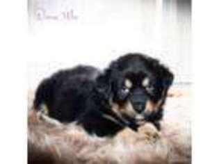 Australian Shepherd Puppy for sale in Coldwater, MI, USA
