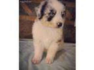 Australian Shepherd Puppy for sale in Anthony, NM, USA