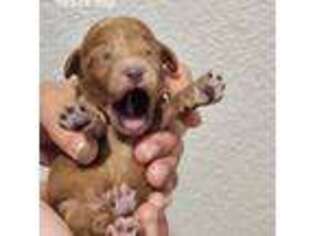 Mutt Puppy for sale in Artesia, NM, USA
