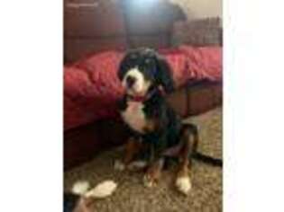 Bernese Mountain Dog Puppy for sale in Latrobe, PA, USA