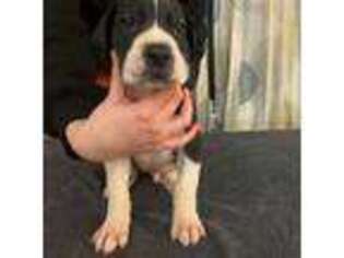 Great Dane Puppy for sale in Centralia, IL, USA