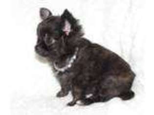 Mutt Puppy for sale in JASPER, MO, USA