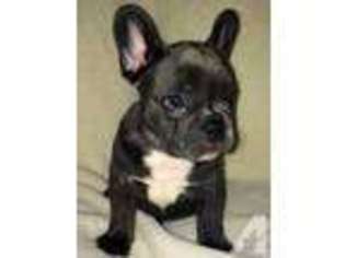 French Bulldog Puppy for sale in MONONGAHELA, PA, USA
