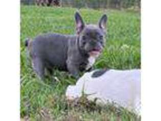French Bulldog Puppy for sale in Greenwood, AR, USA
