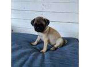 Pug Puppy for sale in Berlin, CT, USA