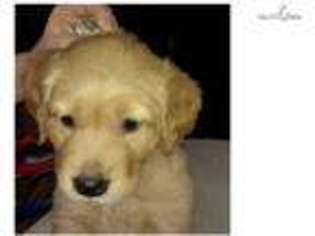 Golden Retriever Puppy for sale in Valdosta, GA, USA