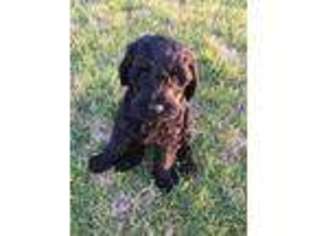Labradoodle Puppy for sale in South Whitley, IN, USA