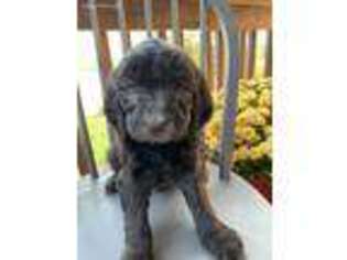 Goldendoodle Puppy for sale in Crown City, OH, USA