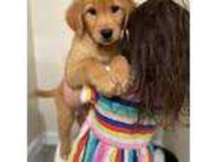 Golden Retriever Puppy for sale in Hartford, CT, USA