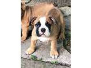 Bulldog Puppy for sale in Monee, IL, USA