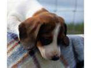 Dachshund Puppy for sale in Chiefland, FL, USA