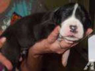 Great Dane Puppy for sale in CHESAPEAKE, VA, USA
