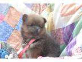 Pomeranian Puppy for sale in Umatilla, FL, USA