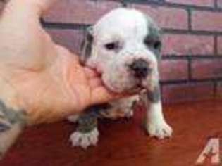 Bulldog Puppy for sale in SPARTANBURG, SC, USA