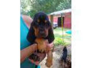 Bloodhound Puppy for sale in Littleton, WV, USA