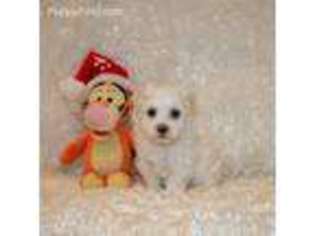 Maltese Puppy for sale in Newport, NE, USA