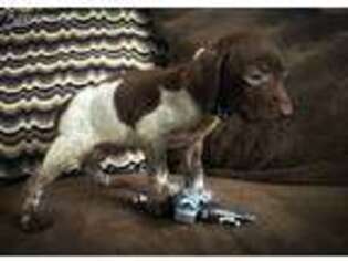 German Shorthaired Pointer Puppy for sale in Moreno Valley, CA, USA