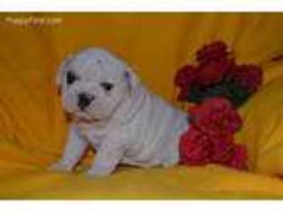 Bulldog Puppy for sale in Niangua, MO, USA