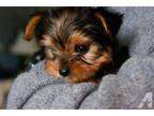 Yorkshire Terrier Puppy for sale in NASHVILLE, TN, USA