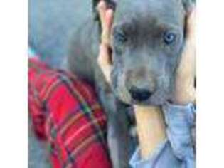 Great Dane Puppy for sale in Sonora, CA, USA