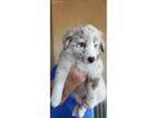 Australian Shepherd Puppy for sale in Casa Grande, AZ, USA