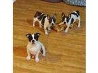 French Bulldog Puppy for sale in Berlin, NH, USA