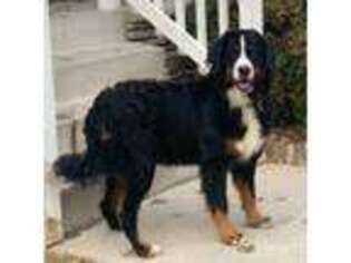 Bernese Mountain Dog Puppy for sale in Winton, CA, USA