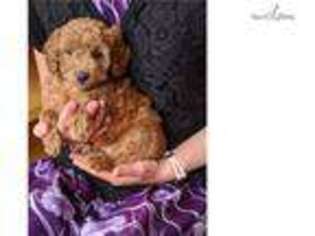 Goldendoodle Puppy for sale in Allentown, PA, USA