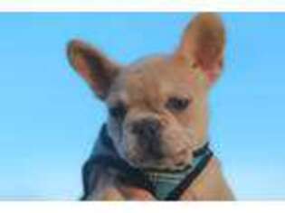 French Bulldog Puppy for sale in Dewey, AZ, USA