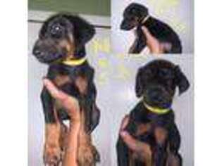 Doberman Pinscher Puppy for sale in Jackson, MS, USA