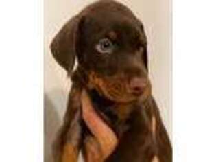 Doberman Pinscher Puppy for sale in Andover, NH, USA