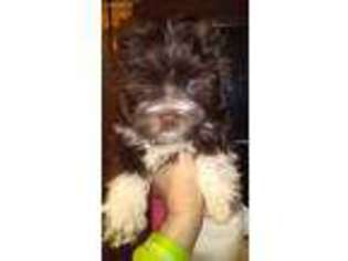 Havanese Puppy for sale in Akron, OH, USA
