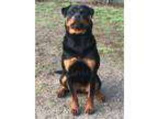 Rottweiler Puppy for sale in Coram, NY, USA