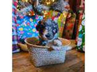 Mutt Puppy for sale in Union Mills, NC, USA
