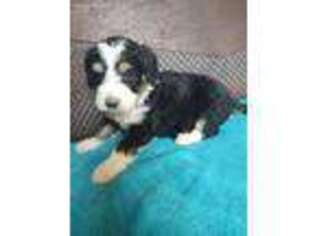 Bernese Mountain Dog Puppy for sale in Puryear, TN, USA