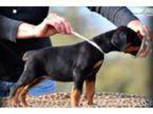 Doberman Pinscher Puppy for sale in Bend, OR, USA