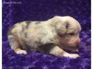Miniature Australian Shepherd Puppy for sale in Montreal, MO, USA